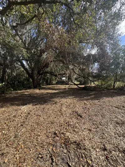 Complete underbrush clearing revealing clean forest floor with mature tree canopy intact