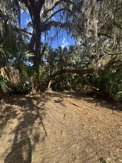 Freshly mulched path through a wooded property showing clean forestry mulching results