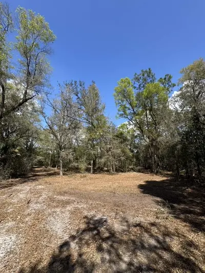 Selective forestry mulching preserving mature trees while clearing underbrush by Dirt Dynamics