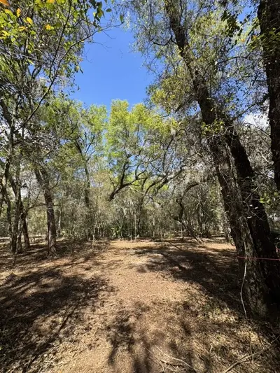 Right-of-way clearing using forestry mulching equipment showing clean results