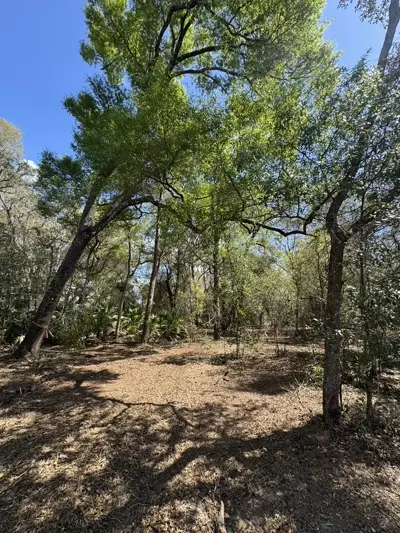 Heavy brush removal by forestry mulching on a rural Central Florida property