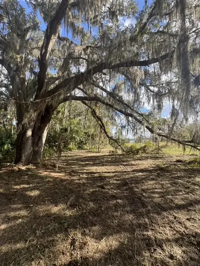 Forestry mulching performed carefully near existing structures on a residential property